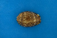 藏品(阿拉伯寶螺)的圖片